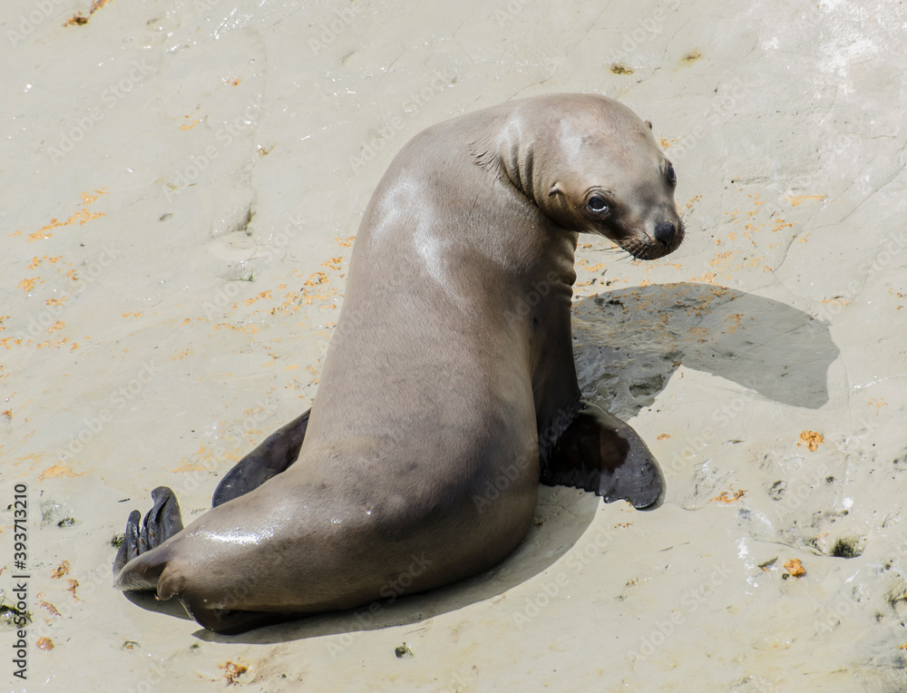 Fototapeta premium Fur seal sunbathing on the stones of the coast