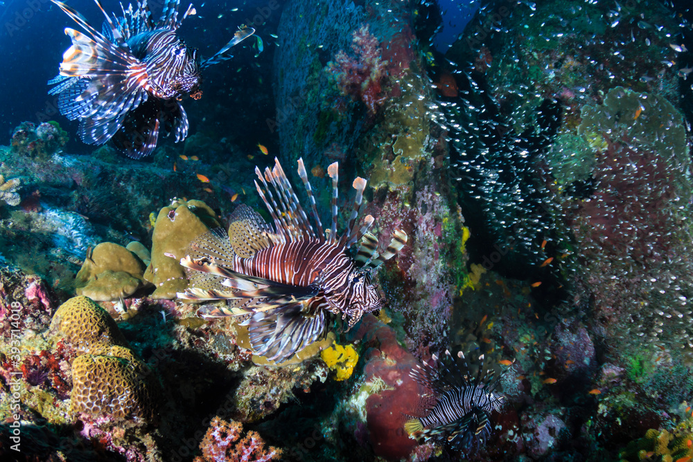 Several predatory Lionfish on a coral reef Several predatory Lionfish on a coral reef