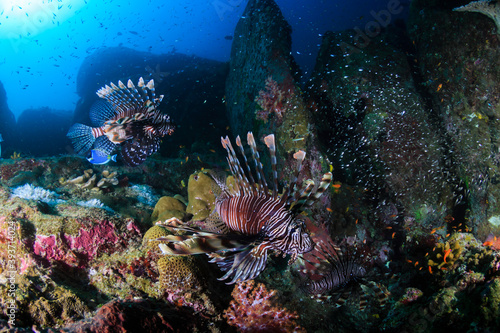 Several predatory Lionfish on a coral reef