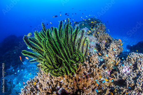 Fototapeta Naklejka Na Ścianę i Meble -  Delicate Crinoids on a tropical coral reef