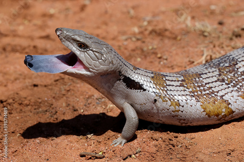 Fotografija Eastern Blue-tongue Lizard flickering it's tongue