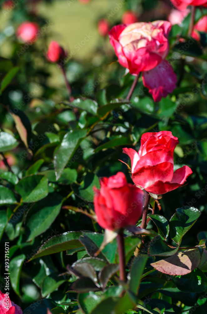 縦に並んだ紅白のバラの花