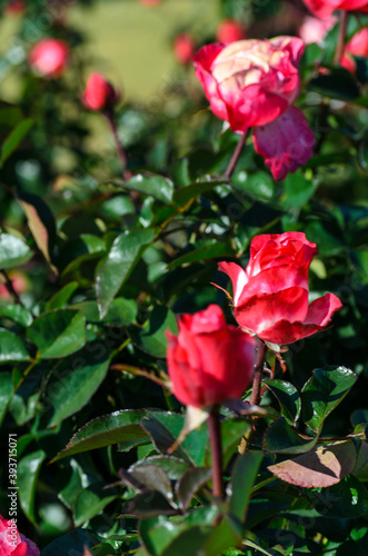 縦に並んだ紅白のバラの花 © RK-79-2