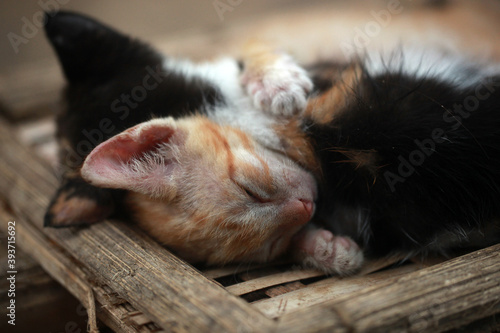 tricolor female cat and red and white cat sleeping together, hugging each other , on a handmade palm seat, in the Gambia, Africa