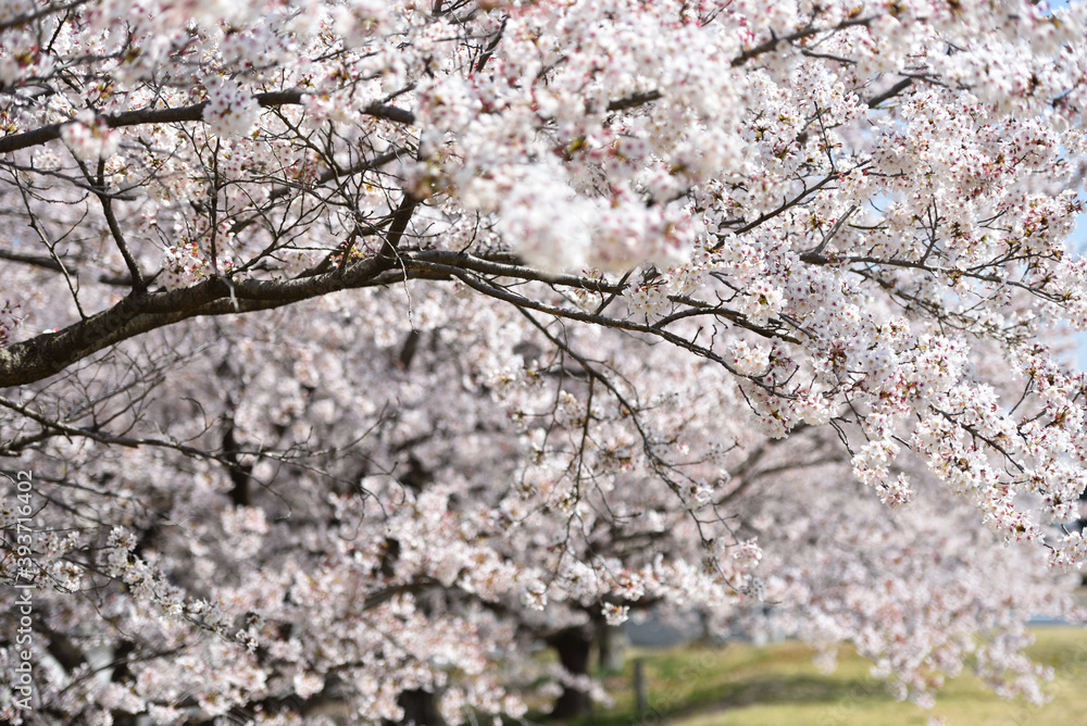 Cherry blossom in a park Cherry blossom in a park