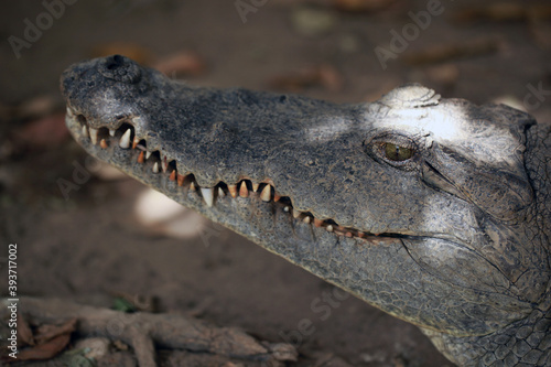 closeup nature  -  photography of a big crocodile head, with mouth open, outdoors on a sunny day in Katchikally, Gambia, Africa