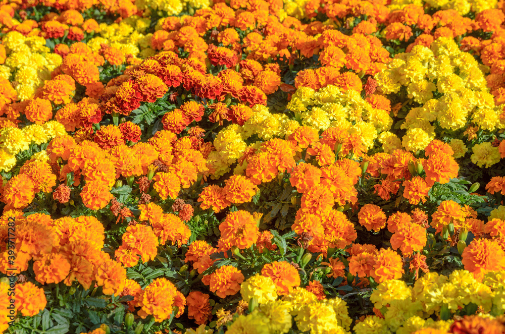 オレンジと黄色のマリーゴールドの花壇