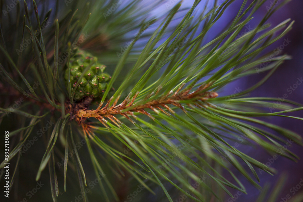 unfocused pine brunch with green cone and blue sky background close up. Merry Christmas and Happy Holidays greeting card, frame, banner. New Year. unfocused pine brunch with green cone and blue sky background close up. Merry Christmas and Happy Holidays greeting card, frame, banner. New Year.
