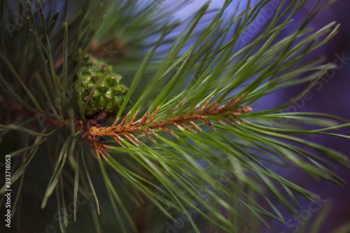 unfocused pine brunch with green cone and blue sky  background close up. Merry Christmas and Happy Holidays greeting card  frame  banner. New Year.