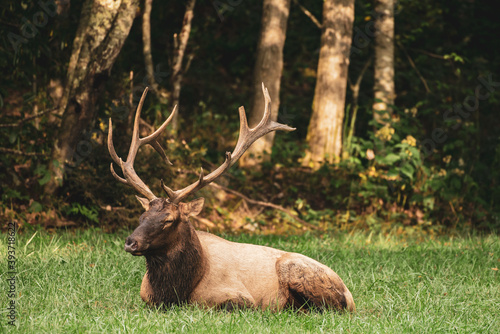 Bull Elk Sits In Grass with Eyes Closed