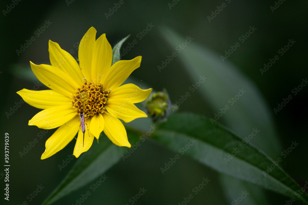 Obraz premium Beautiful Yellow Daisy on Green Background
