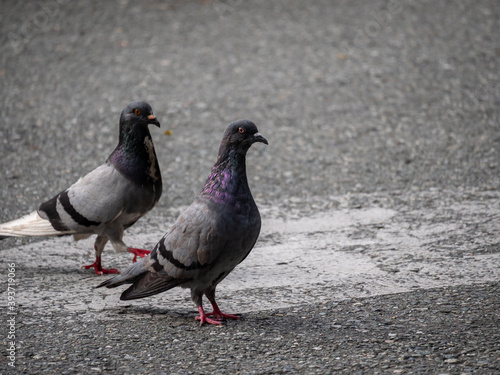 Two Pigeons  Species of Birds in the family Columbidae  order Columbiformes  Walking on Asphalt at Day