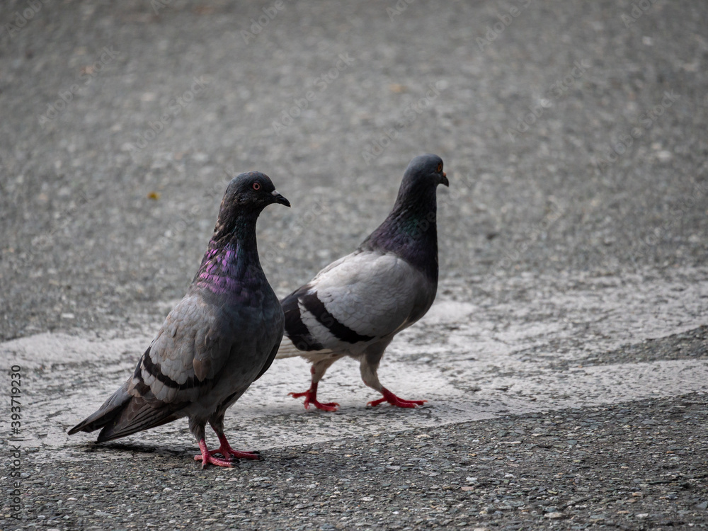 Two Pigeons, Species of Birds in the family Columbidae (order Columbiformes) Walking on Asphalt at Day Two Pigeons, Species of Birds in the family Columbidae (order Columbiformes) Walking on Asphalt at Day