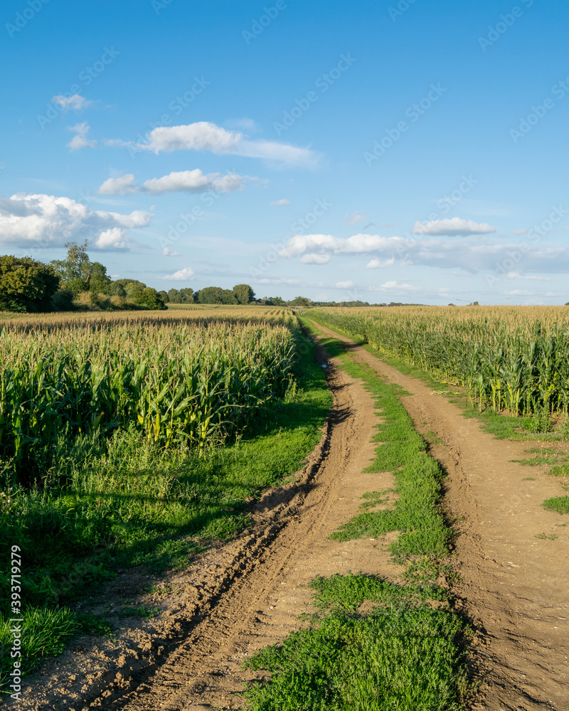 Large corn field with with a farm road in the middle and beautiful day sky in background