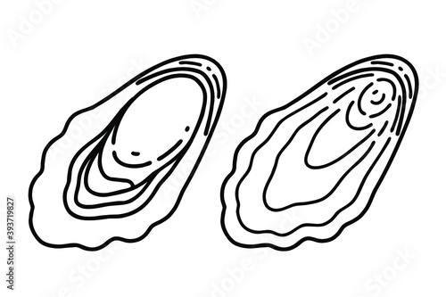 Two oysters. Vector line art illustrations set.