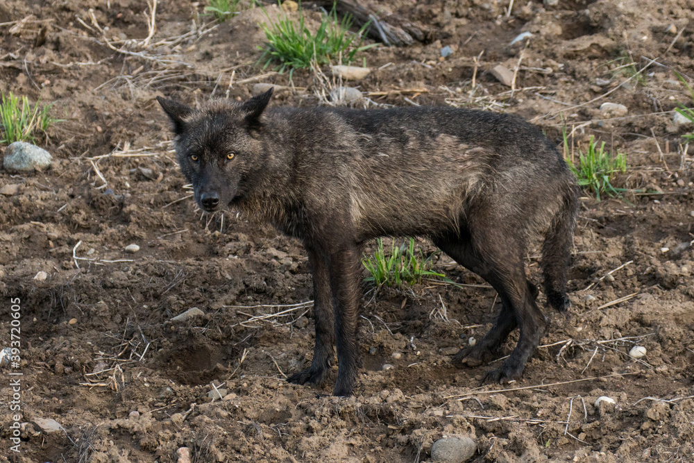 Black Wolf yearling from the Junction Butte Pack in Yellowstone National Park. Black Wolf yearling from the Junction Butte Pack in Yellowstone National Park.