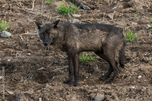 Black Wolf yearling from the Junction Butte Pack in Yellowstone National Park. © mtnmichelle