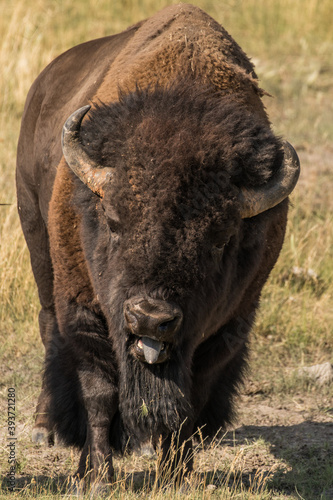 Bison Rut © mtnmichelle