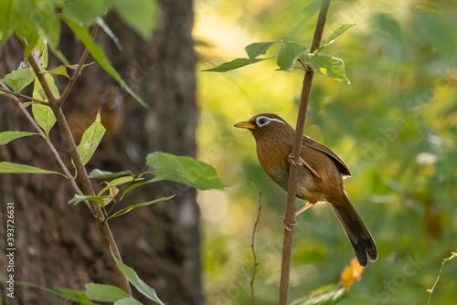 Wallpaper Mural ガビチョウ Torontodigital.ca