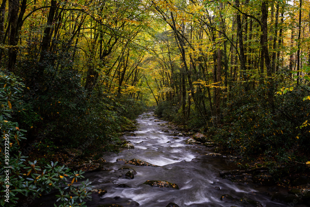 autumn in the forest autumn in the forest