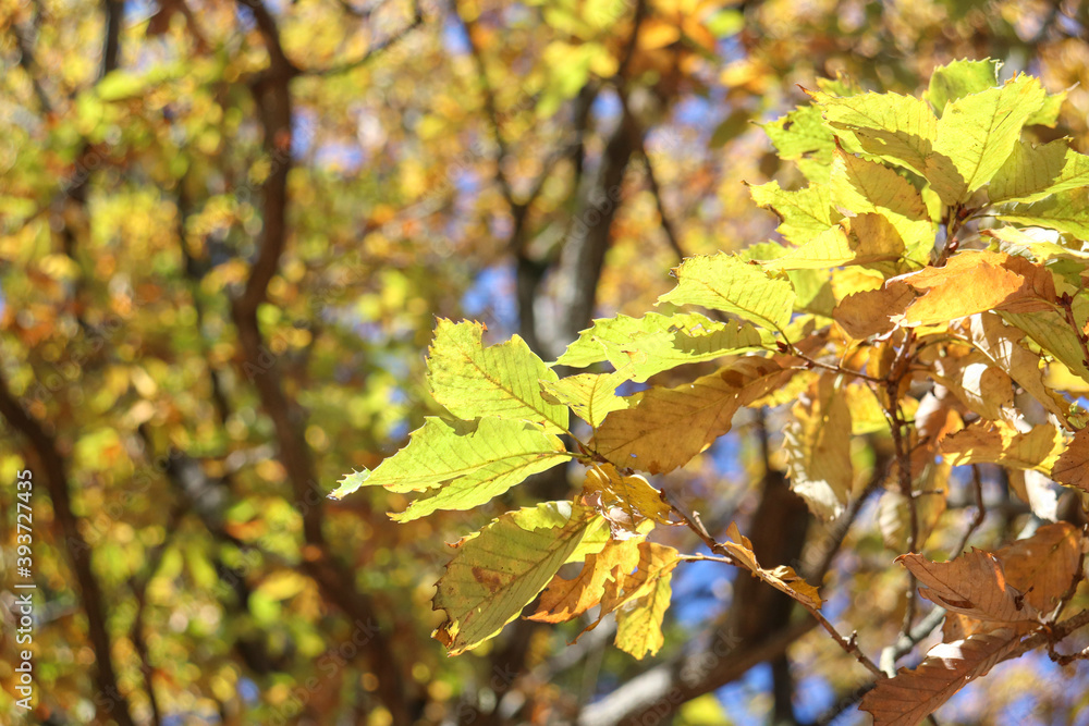 Fototapeta premium 秋 紅葉 黄金色 黄色 葉っぱ 10月 公園