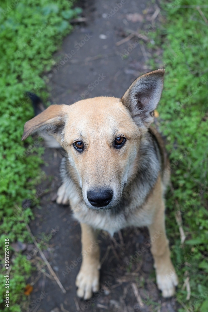 Fototapeta premium Dog photography - Cute puppy portrait. Small puppy with one ear standing up outdoor in green park