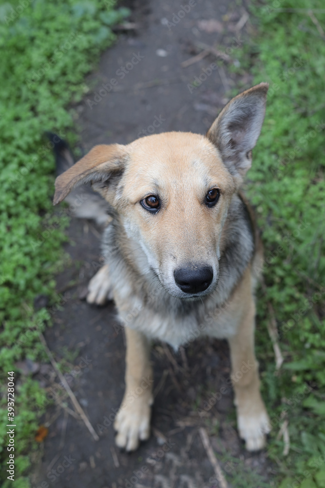 Dog photography - Cute puppy portrait. Small puppy  with one ear standing up outdoor in green park