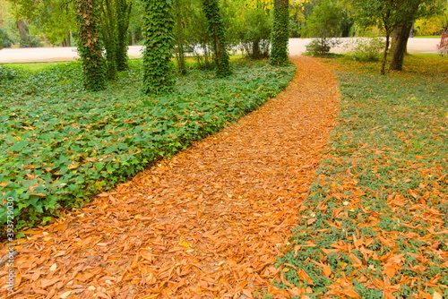pathway in the forest full of orange leaves, and green plants on the sides, autumn, fall