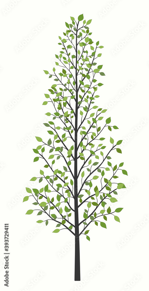 Fototapeta premium Long tree with green leaves