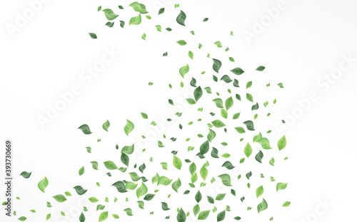 Lime Leaf Fresh Vector White Background Concept. 