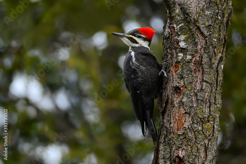 Female Pileated Woodpecker on Tree Trunk Looking Back in Fall