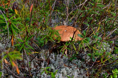 Mushroom with an orange hat, bitten by animals and insects, in grass and moss. © uly.u.v 