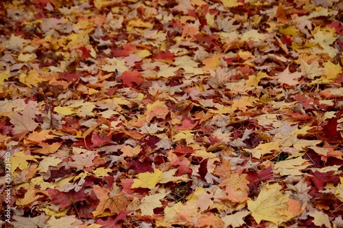 fall foliage