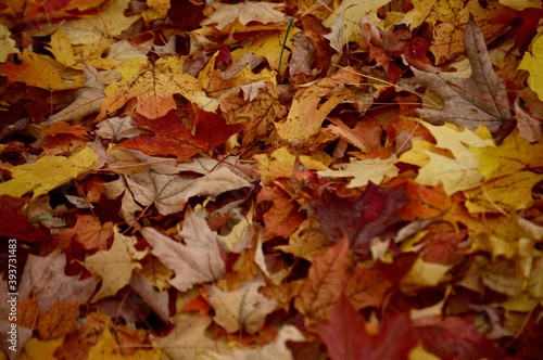 fall foliage
