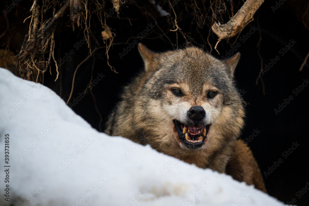 Fototapeta premium wolf in snow