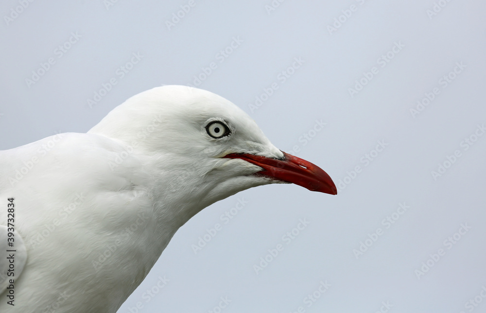 Silver gull. Australia