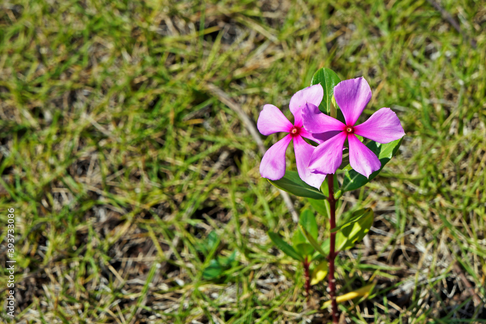 Rose periwinkle or Rosy periwinkle (Catharanthus roseus) Rose periwinkle or Rosy periwinkle (Catharanthus roseus)