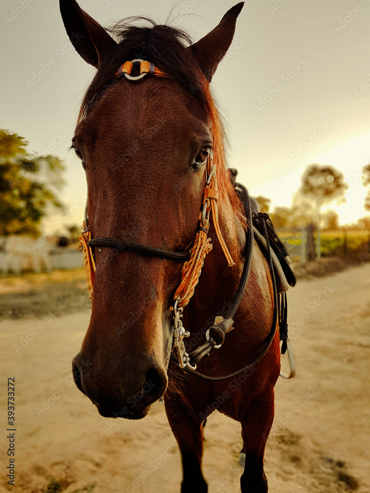 Fototapeta premium portrait of a horse