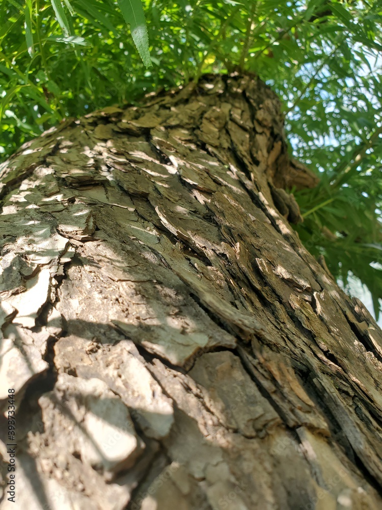 trunk trunk