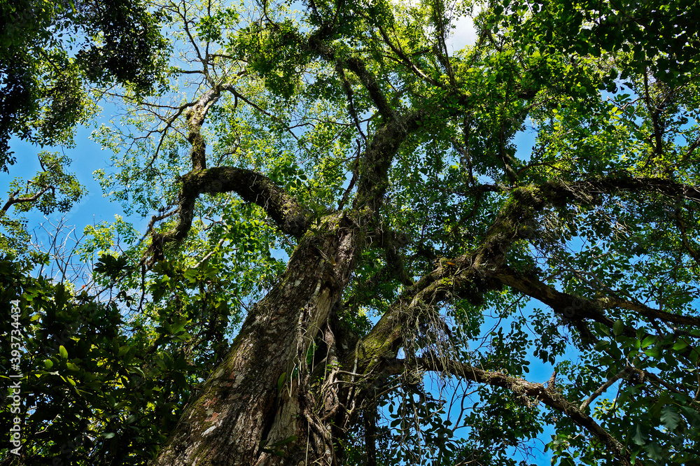 Fototapeta premium Pink trumpet tree (Tabebuia rosea) on tropical rainforest, Rio de Janeiro, Brazil