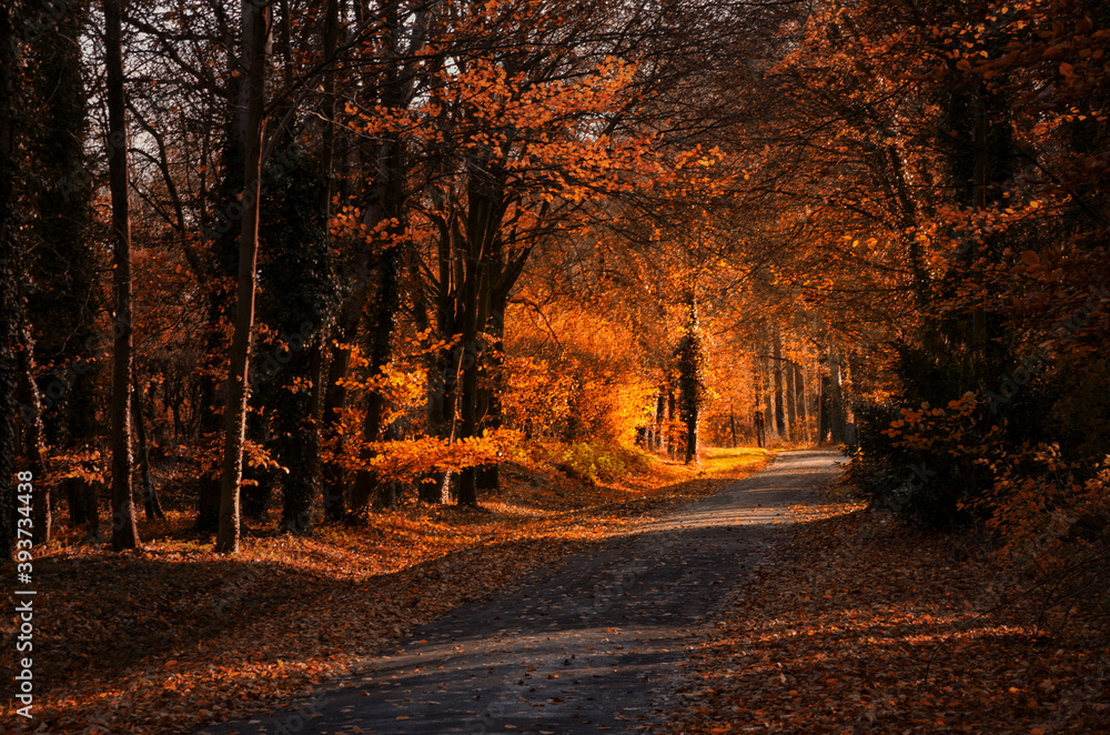 Small road through orange autumn forest in sunlight