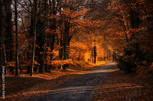 Small road through orange autumn forest in sunlight © Sebastian