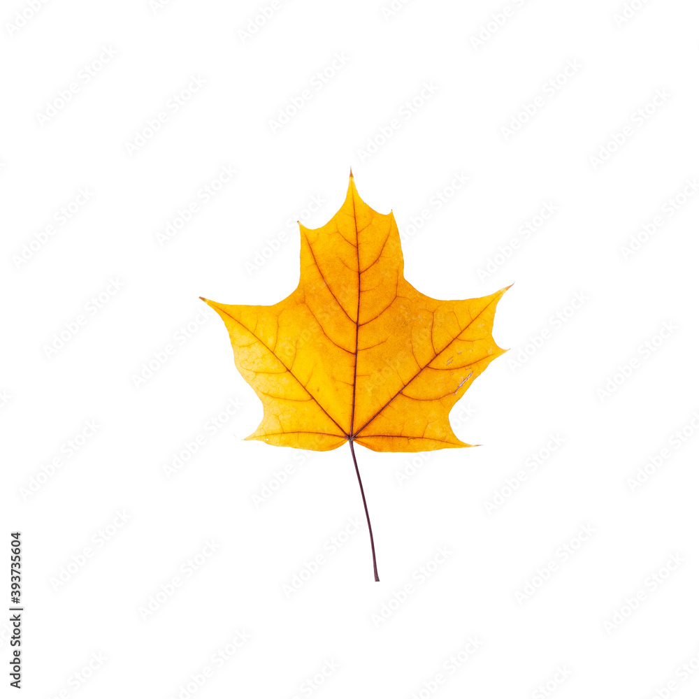 cut out fall leaf. yellow maple leaf isolated on a white background. fall minimal concept. autumn design element cut out fall leaf. yellow maple leaf isolated on a white background. fall minimal concept. autumn design element