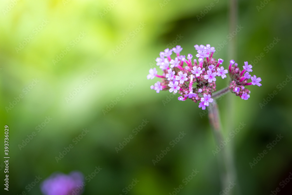 The background image of the colorful flowers The background image of the colorful flowers