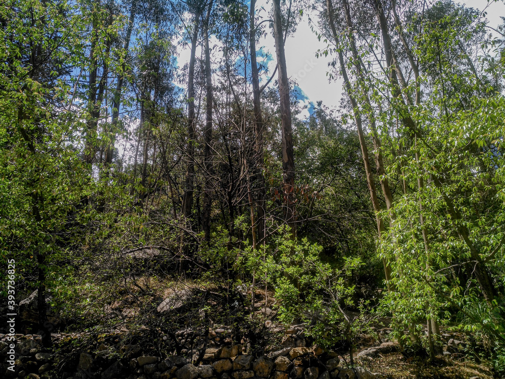 Large forest and between it a wall of stones on a sunny day