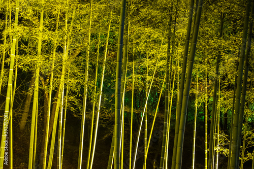 竹林の幻想的なライトアップ Fantastic lit-up bamboo forest in Japan