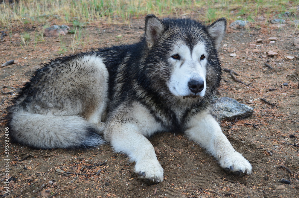 Alaskan malamute dog