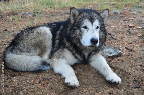 Alaskan malamute dog