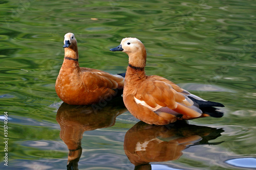 Two Ruddy Shelducks ducks in the water