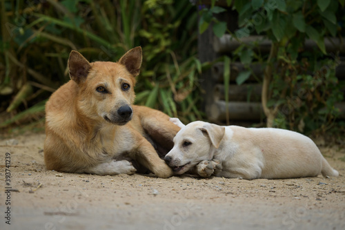 Portrait of mother dog with little puppy